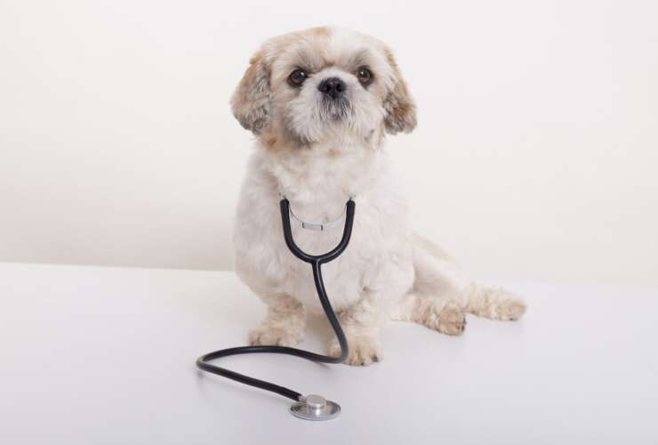 24/7 Comprehensive Veterinary & Critical Care